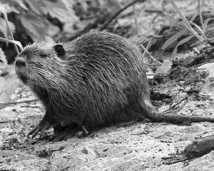 Nutrie patří mezi invazivní druhy, se značným potenciálem pro negativní vliv na domácí faunu a flóru a s možnými riziky epidemiologickými i hospodářskými.