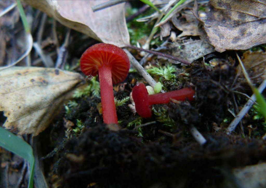 Voskovka Hygrocybe