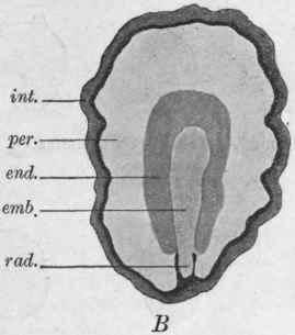 embryo hilum (jizva, pupek) raphe