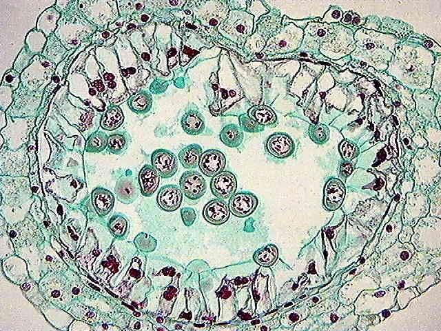 Diakinesis endothecium mezofyl tapetum exothecium