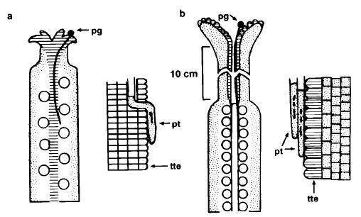 Arabidopsis