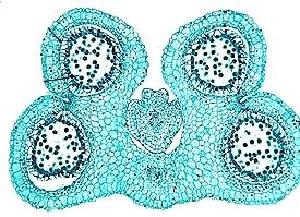 Řez prašníkem lilie tapetum exothecium nitka endothecium mezofyl