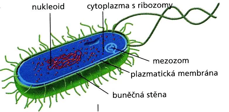 SOUSTAVY BUNĚČNÉ - PROKARYOTA Prokaryotické jádro bez jaderné membrány tvořené KRUHOVITOU DNA U