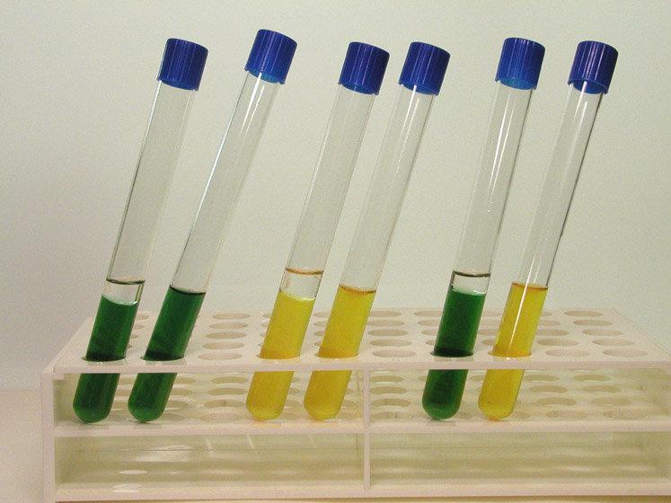 OF test (typ metabolismu glukózy) médium s glukózou a acidobazickým indikátorem (bromthymolová modř) ve vzniklém kyselém prostředí žloutne (pozitivní reakce); v zásaditém prostředí zmodrá alkalizací;