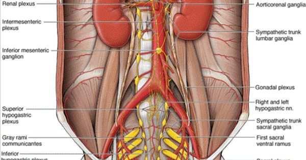 Ggl. Hypogastricum inf.