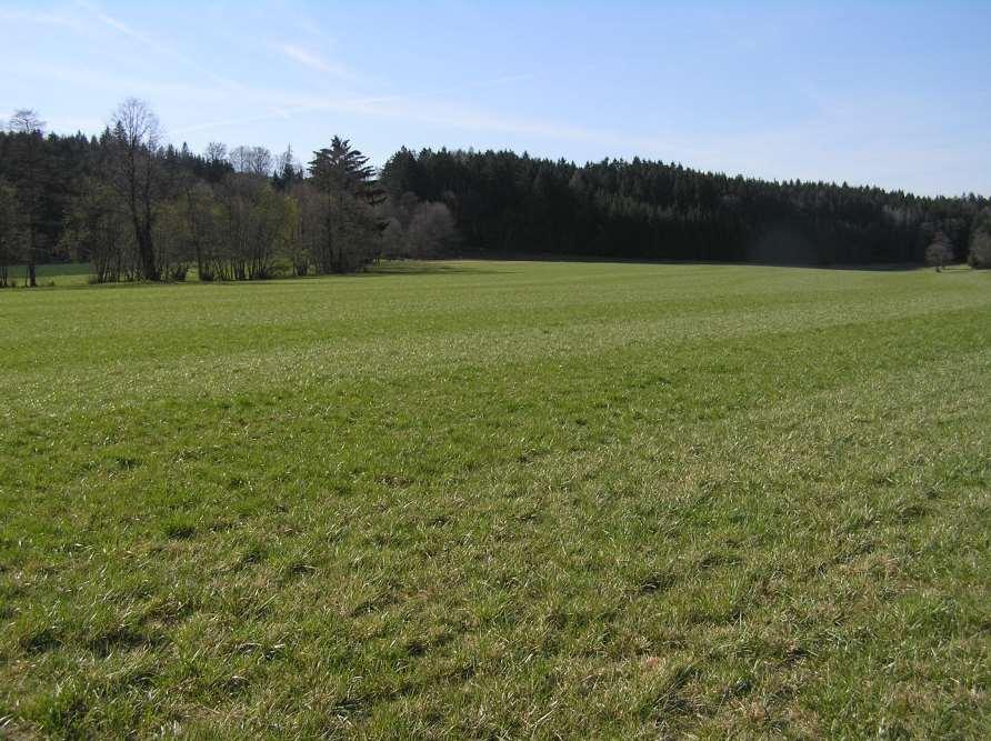 Semenářství kostřavovitých hybridů Jarní ošetření vláčení vyvinutých porostů, vyvláčení stařiny válení
