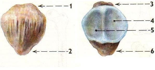 PŘÍLOHA V: KOSTI KOLENNÍHO KLOUBU A) PATELLA Obrázek 7: ventrální plocha čéšky Obrázek 8: artikulační plocha čéšky (Čihák, 2001) (Čihák,