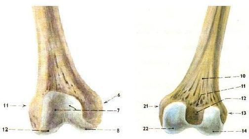 B) FEMUR Obrázek 3: ventrální plocha femuru Obrázek 4: dorzální plocha femuru (Čihák, 2001) (Čihák, 2001) 6 epicondylus medialis, 7 facies patellaris, 10 facies poplitea, 8 condylus medialis,