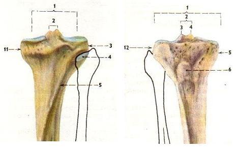 C) TIBIA Obrázek 5: tibia (dorzální pohled) Obrázek 6: tibia (ventrální pohled) (Čihák, 2001) (Čihák, 2001) 1 facies articularis superior, 1 - facies articularis superior, 2 - eminentia