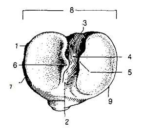 Obrázek 7: tibia, pohled shora (Feneis, 1996) 1 facies articularis fibularis, 2 area intercondylaris anterior, 3 area intercondylaris posterior, 4 eminentia intercondylaris,