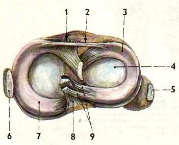 STATICKÉ STABILIZÁTORY KOLENE Obrázek 8: statické stabilizátory, pohled shora na tibii (Čihák, 2001) 1 lig.cruciatum anterius, 2 lig.