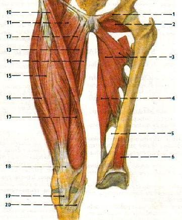 PŘÍLOHA VII: DYNAMICKÉ STABILIZÁTORY KOLENE Obrázek 9: dynamické stabilizátory, pohled zpředu (Čihák, 2001) 1 odříznutý začátek m.pectineus, 2 m.obturatorius externus, 3 m.adductor magnus, 4 m.