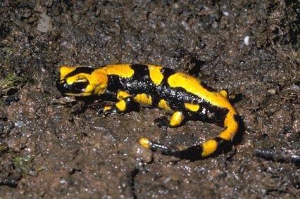 IX. Tetrapoda: Tetrapoda Základy zoologie