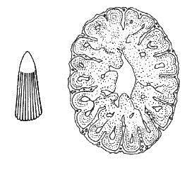 IX. Tetrapoda: Raní tetrapodi Raní Tetrapodi ( ) Acanthostegidae ( ) Ichthyostegidae ( )