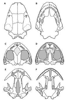 IX. Tetrapoda: Lissamphibia - obojživelníci Morfologie (Lissamphibia) četné mnohobuněčné slizové (i jedové) žlázy - kožní dýchání Redukce dermatocrania (vlevo shora, vpravo zdola) osifikovaná kostra,