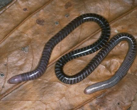 IX. Tetrapoda: Lissamphibia - obojživelníci Gymnophiona - červoři J a stř.