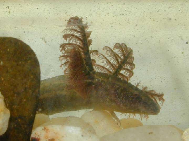 IX. Tetrapoda: Lissamphibia: Caudata ocasatí