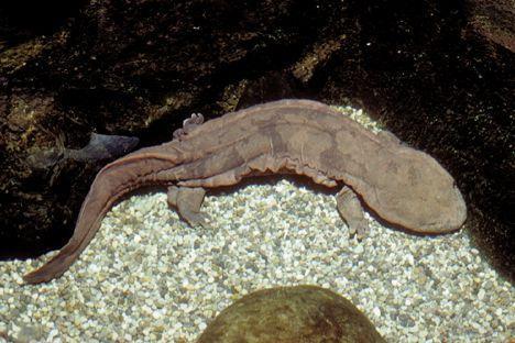 IX. Tetrapoda: Lissamphibia: Caudata ocasatí