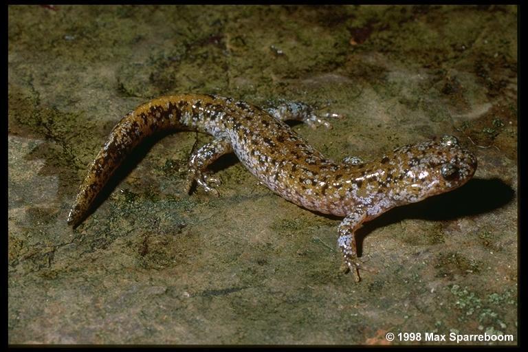 IX. Tetrapoda: Lissamphibia: Caudata ocasatí