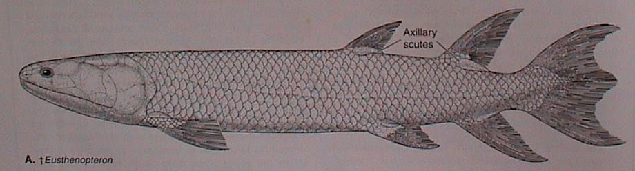 IX. Tetrapodomorpha