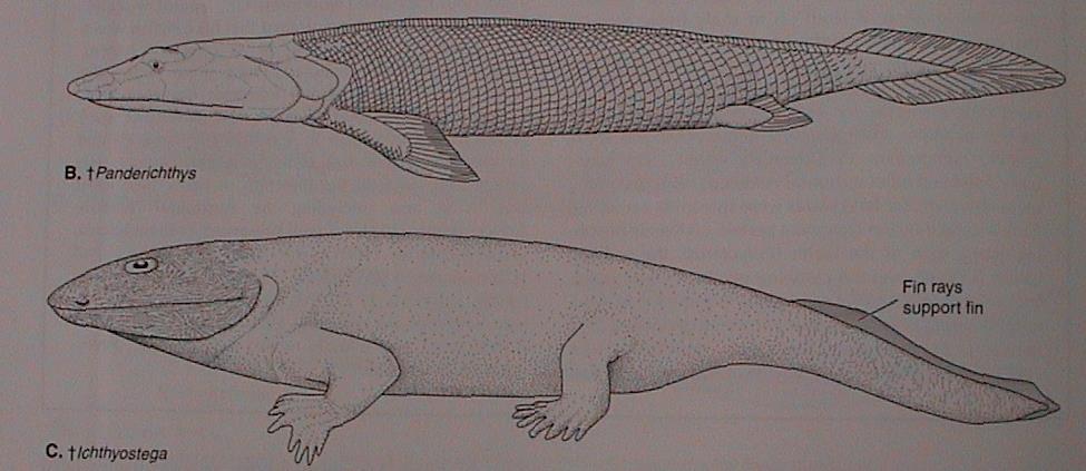 Actinistia Dipnomorpha