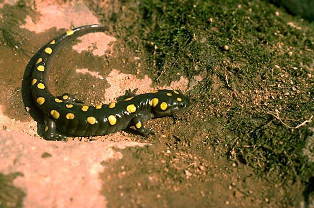 IX. Tetrapoda: Lissamphibia: Caudata
