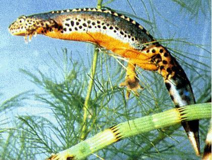 IX. Tetrapoda: Lissamphibia: