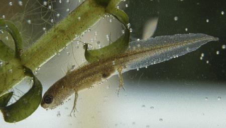 Salamandridae - mlokovití Čolek