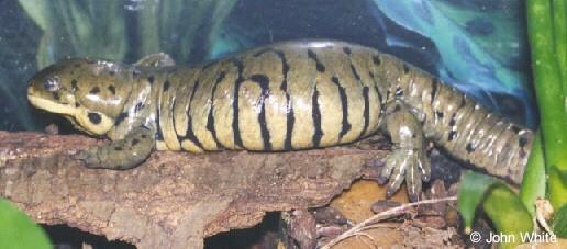IX. Tetrapoda: Lissamphibia: