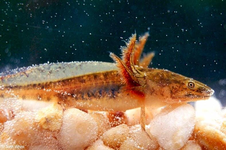 Ambystomatidae (4;60) -