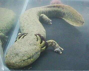 IX. Tetrapoda: Lissamphibia: