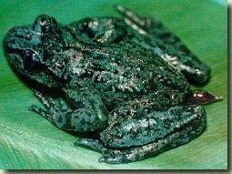 IX. Tetrapoda: Lissamphibia: