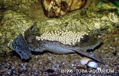 IX. Tetrapoda: