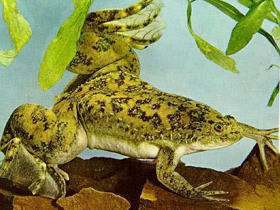 Leiopelmatidae (1;4)