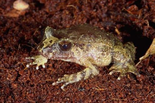 Pipa Xenopus Hymenochirus