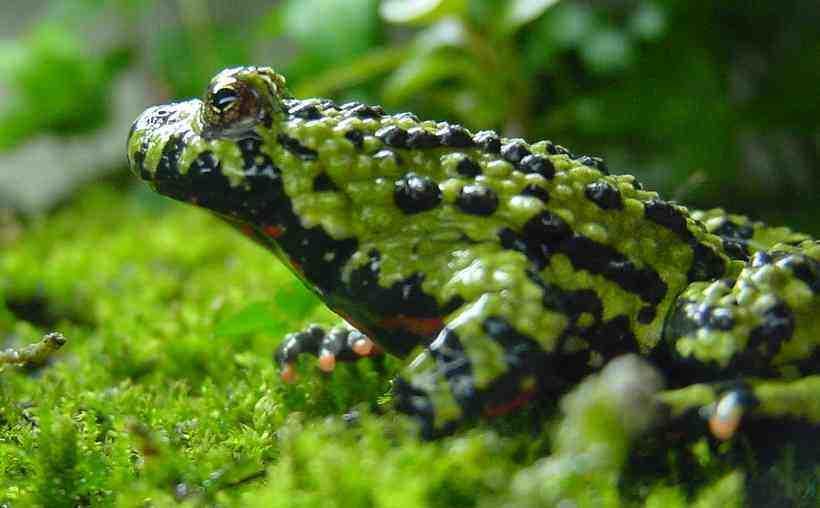 Lissamphibia: