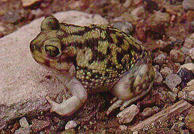 žáby Pelobatidae