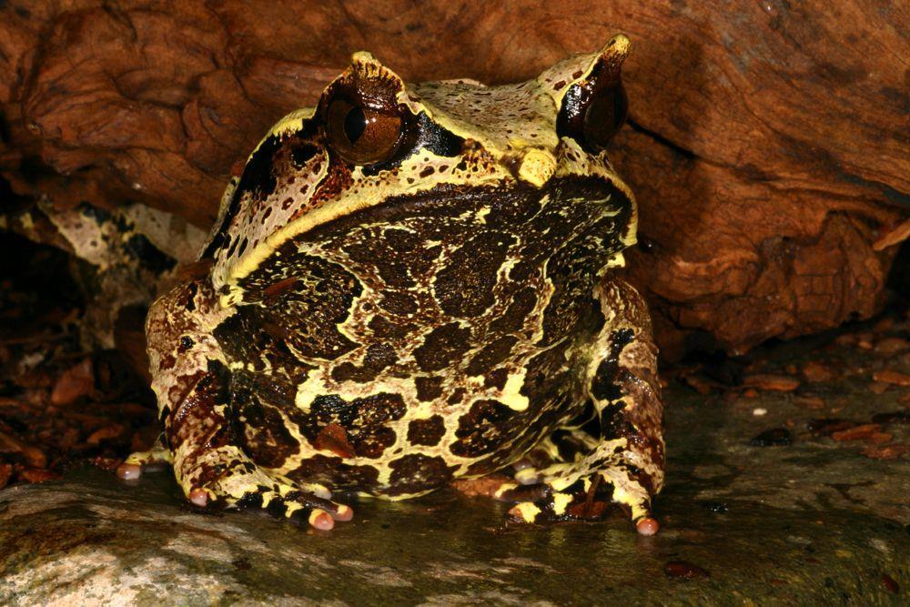 Megophrys nasuta -