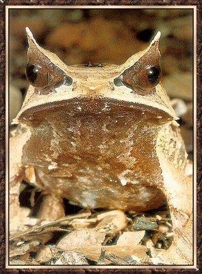 Scaphiopus - blatnice