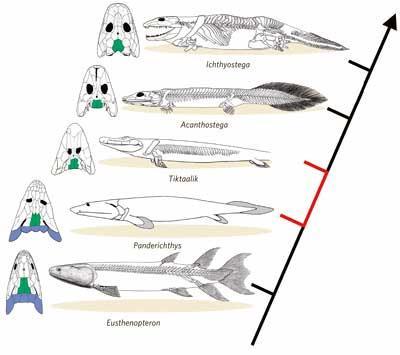 IX. Tetrapodomorpha Tetrapoda Modře operkulární