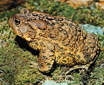 žáby Bufonidae