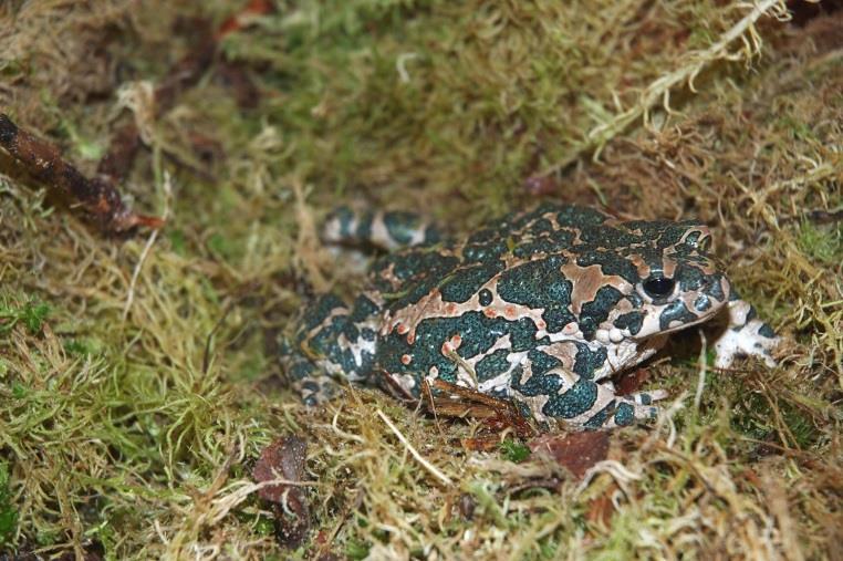 a J-Am, Bufo)