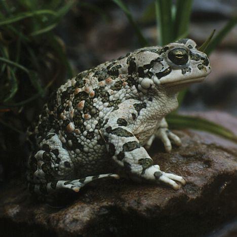 (Bufo) Epidalea