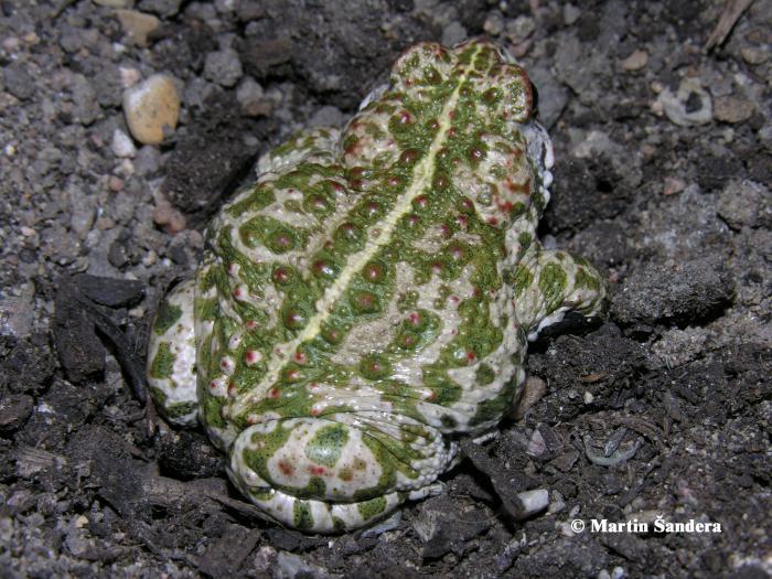 Bufotes viridis