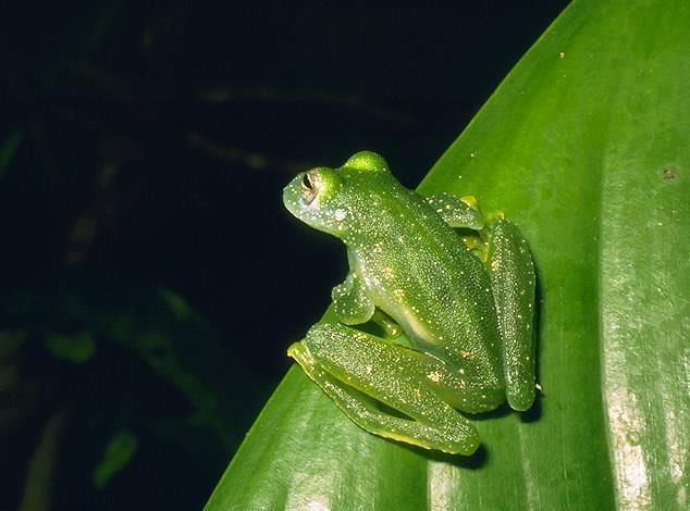 IX. Tetrapoda: