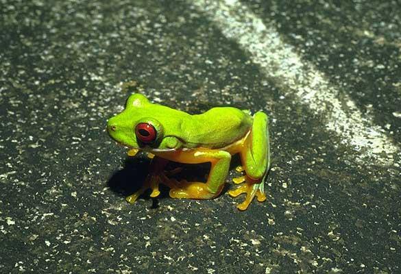 žáby Hylidae (891) -