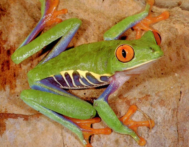 a patře Phyllomedusa -