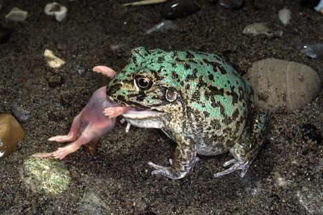 IX. Tetrapoda: Lissamphibia: Anura