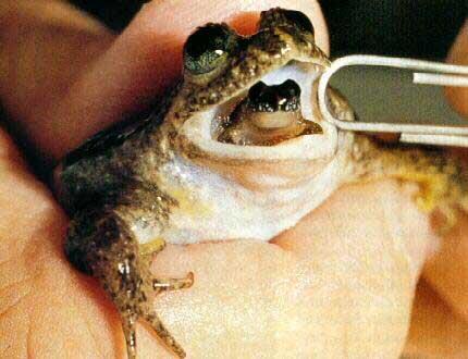 hvízdalka žaludková Ceratophrys