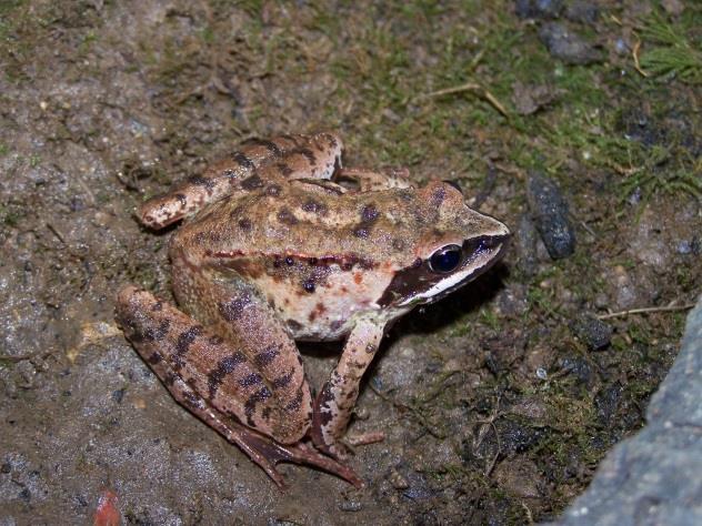 Conraua goliath Lithobates
